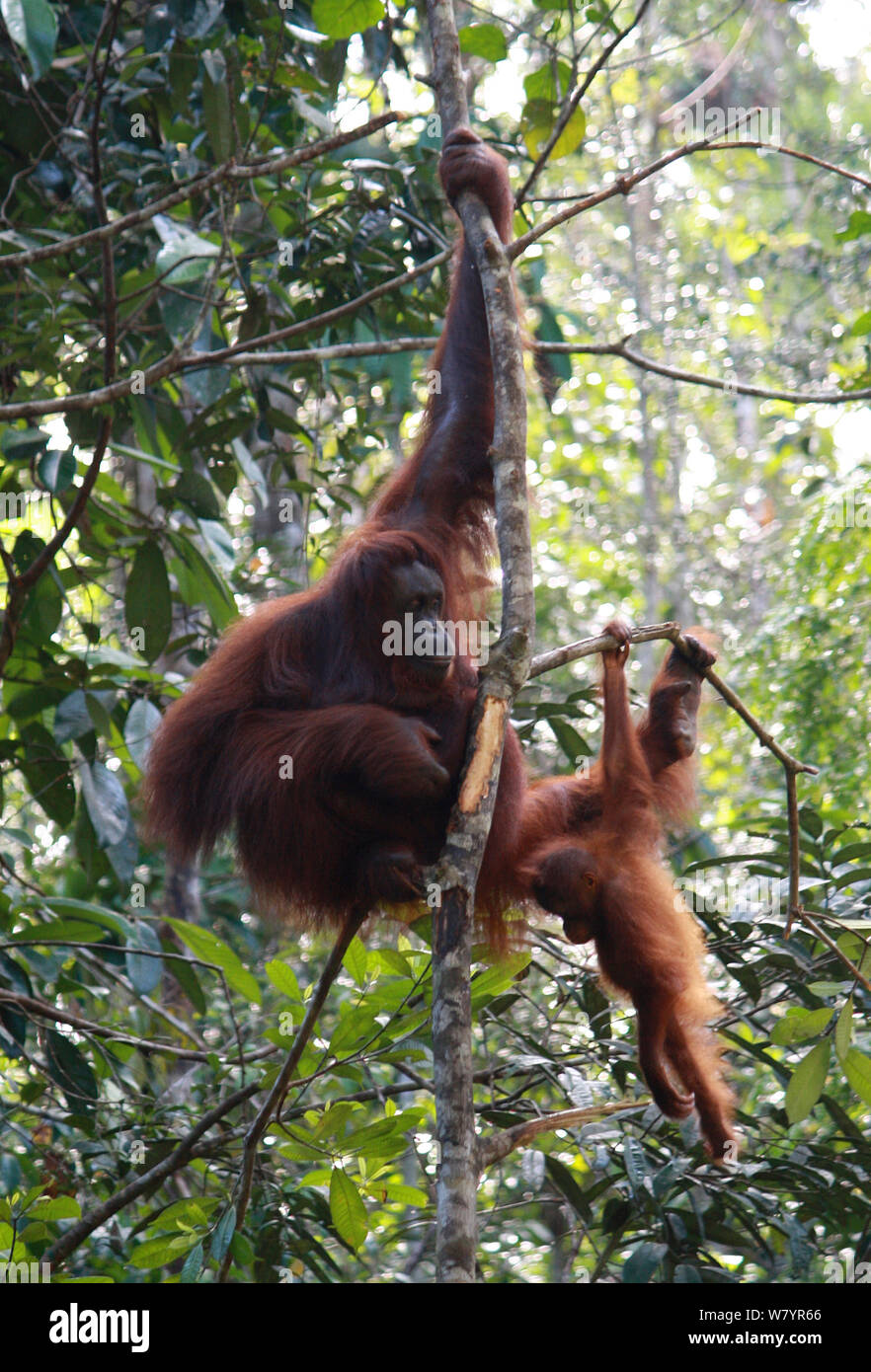 Bornean orangutan (Pongo pygmaeus) outside sanctuary. Kuwching, Sarawak, Malaysia. August 2010. Stock Photo