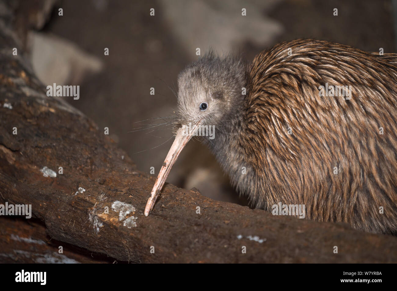 Brown kiwi (Apteryx mantelli) in Nocturnal House, where artificial lighting produces reversed daylight cycle, Orana Wildlife Park, Christchurch, South Island, New Zealand, February. Captive Stock Photo