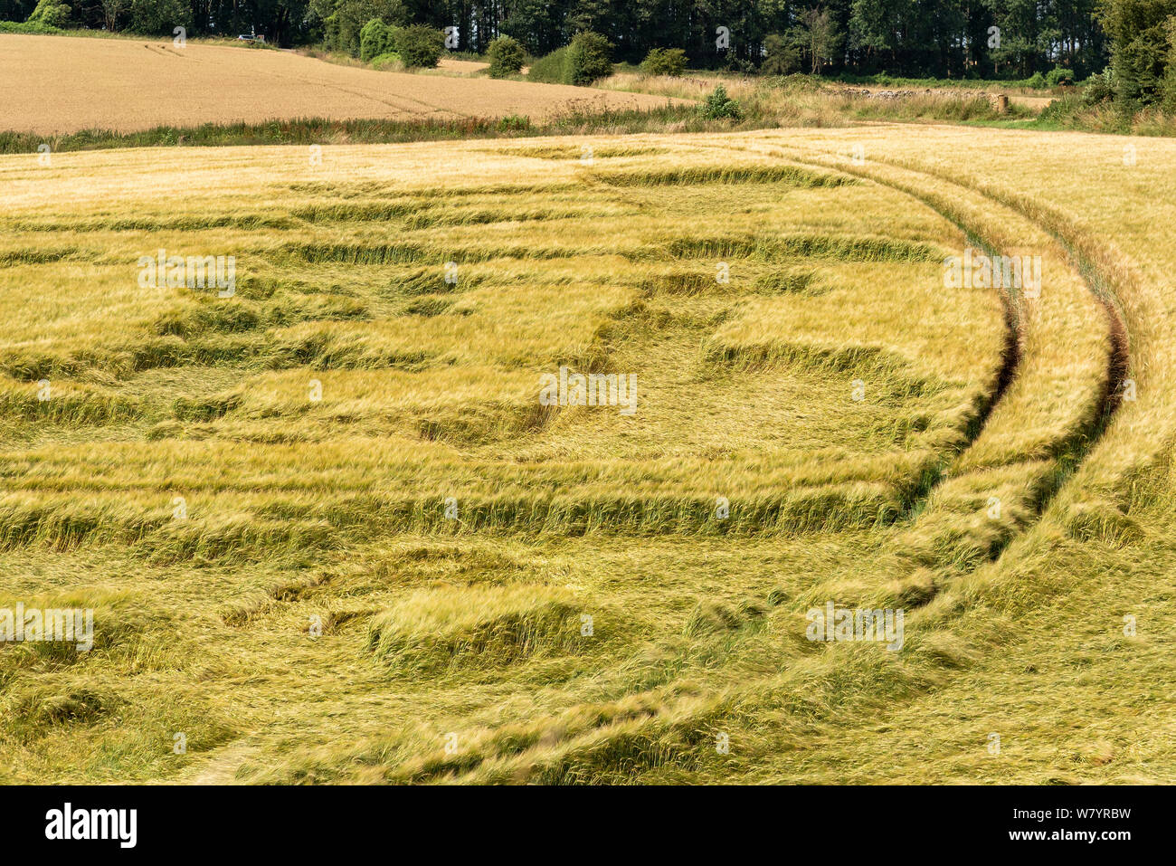 Cheltenham, Gloucestershire, England, UK.  Storm damaged crops in a farmers field much of the crop is laying flat after strong winds and heavy rain. Stock Photo