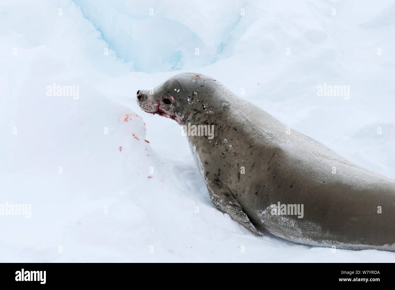 Crabeater seal (Lobodon carcinophaga) injured bull, Antarctica, November. Stock Photo