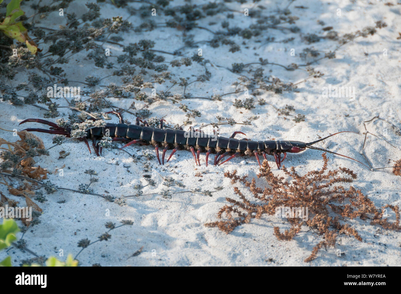 Galapagos giant centipede (Scolopendra galapagensis), Gardner Bay, Espanola / Hood Island, Galapagos, Ecuador, June. Stock Photo