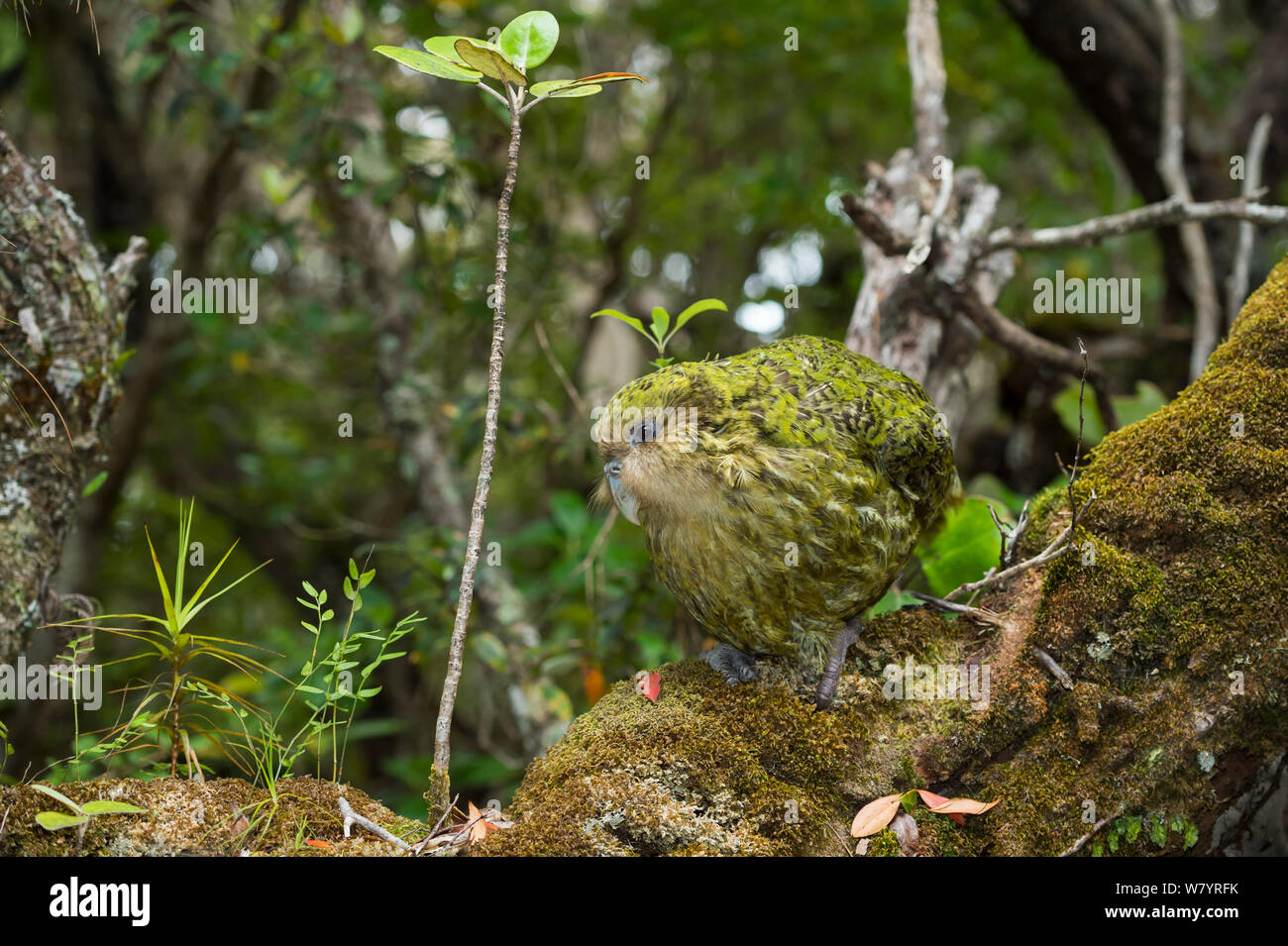 Kakapo Parrot High Resolution Stock Photography And Images Alamy