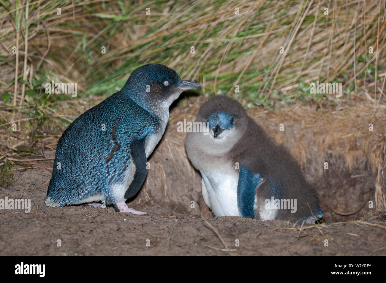 Little blue / fairy penguin (Eudyptula minor) adult and chick at nesting burrow, Neck Game Reserve, Bruny Island, Tasmania, Australia, November. Stock Photo