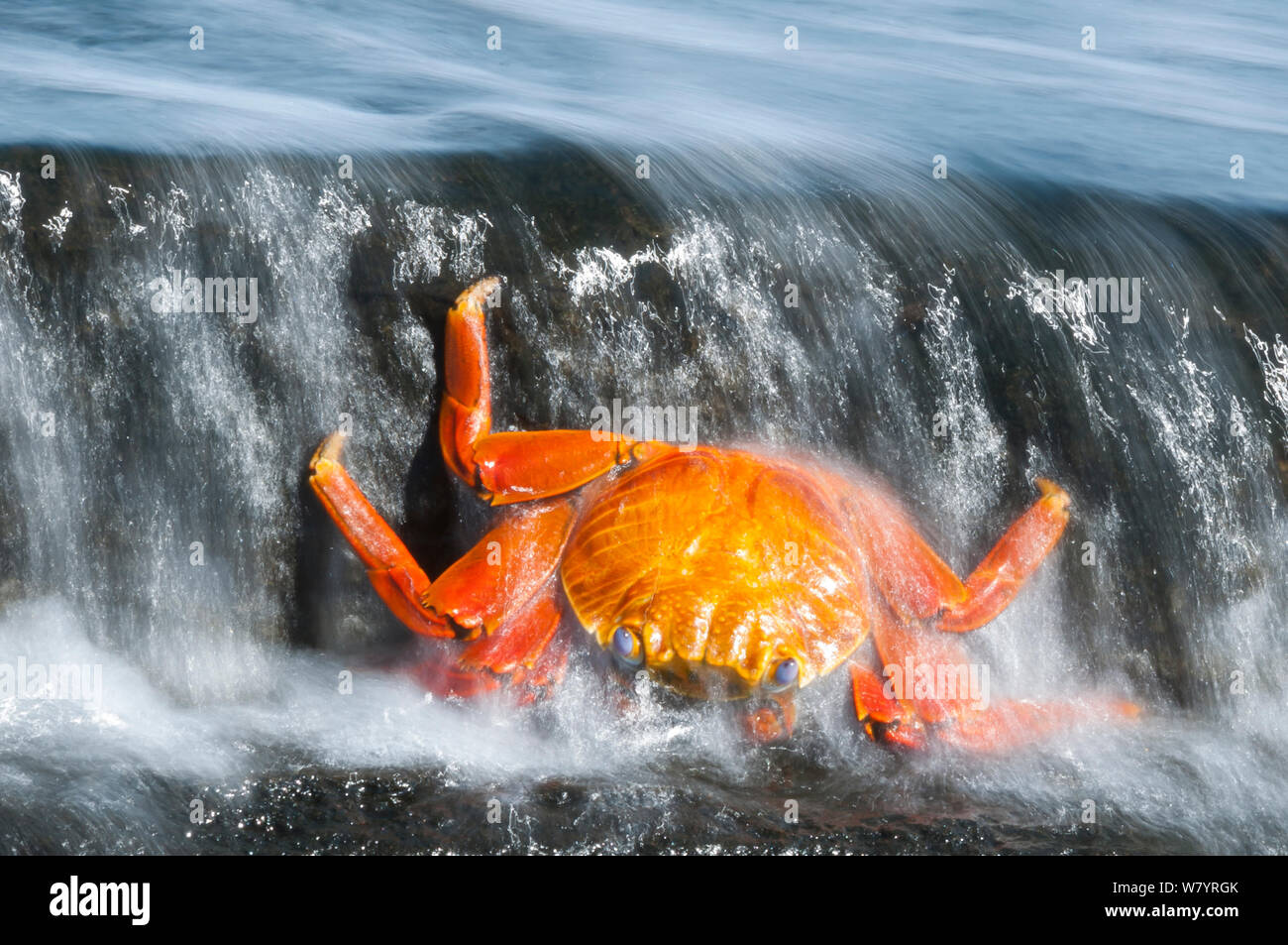 Dead Sally-lightfoot crab (Grapsus grapsus) washed up in surf, Puerto Egas, James Bay, Santiago Island, Galapagos, Ecuador, May. Stock Photo