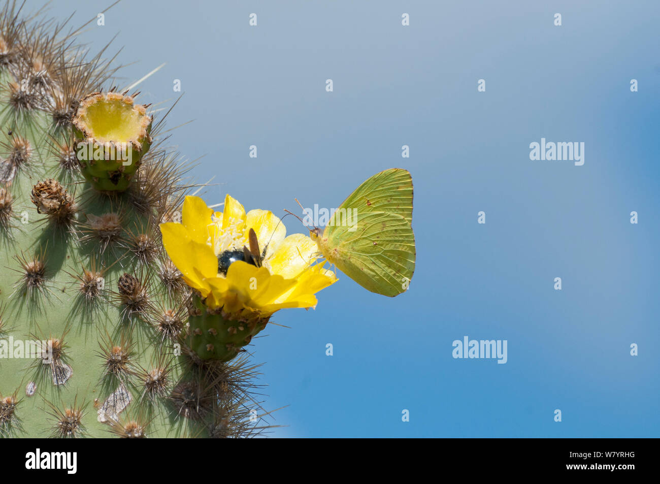 Galapagos sulphur butterfly (Phoebis sennae marcellina) feeding from Opuntia (Opuntia sp) cactus flower with endemic Carpenter bee (Xylocopa darwinii) Alcedo Volcano, Isabela Island, Galapagos, Ecuador, May. Stock Photo