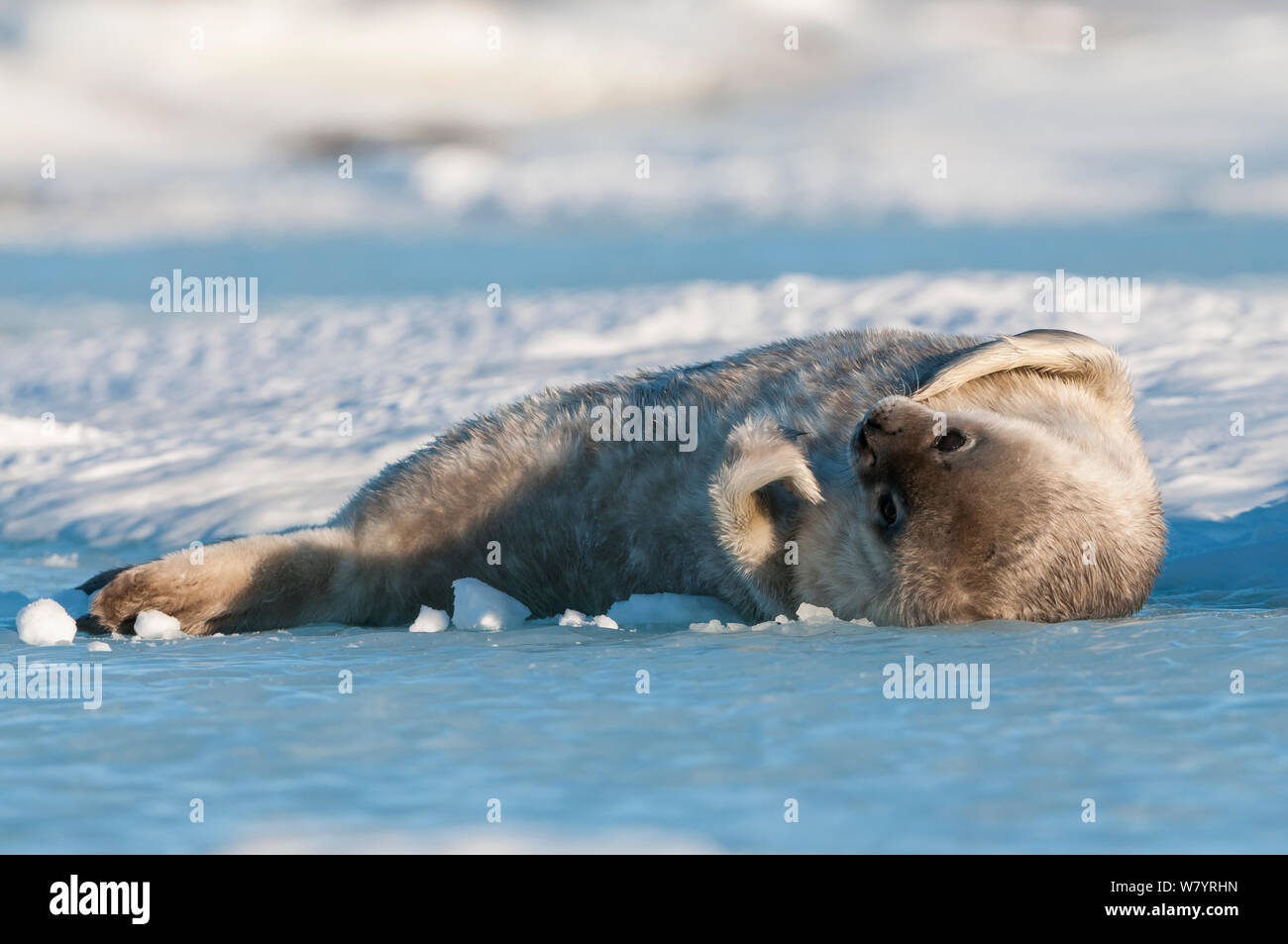 Weddell seal (Leptonychotes weddellii) pup, Prydz Bay, near Davis Station, Vestfold Hills, Ingrid Christensen Coast, East Antarctica, November. Stock Photo