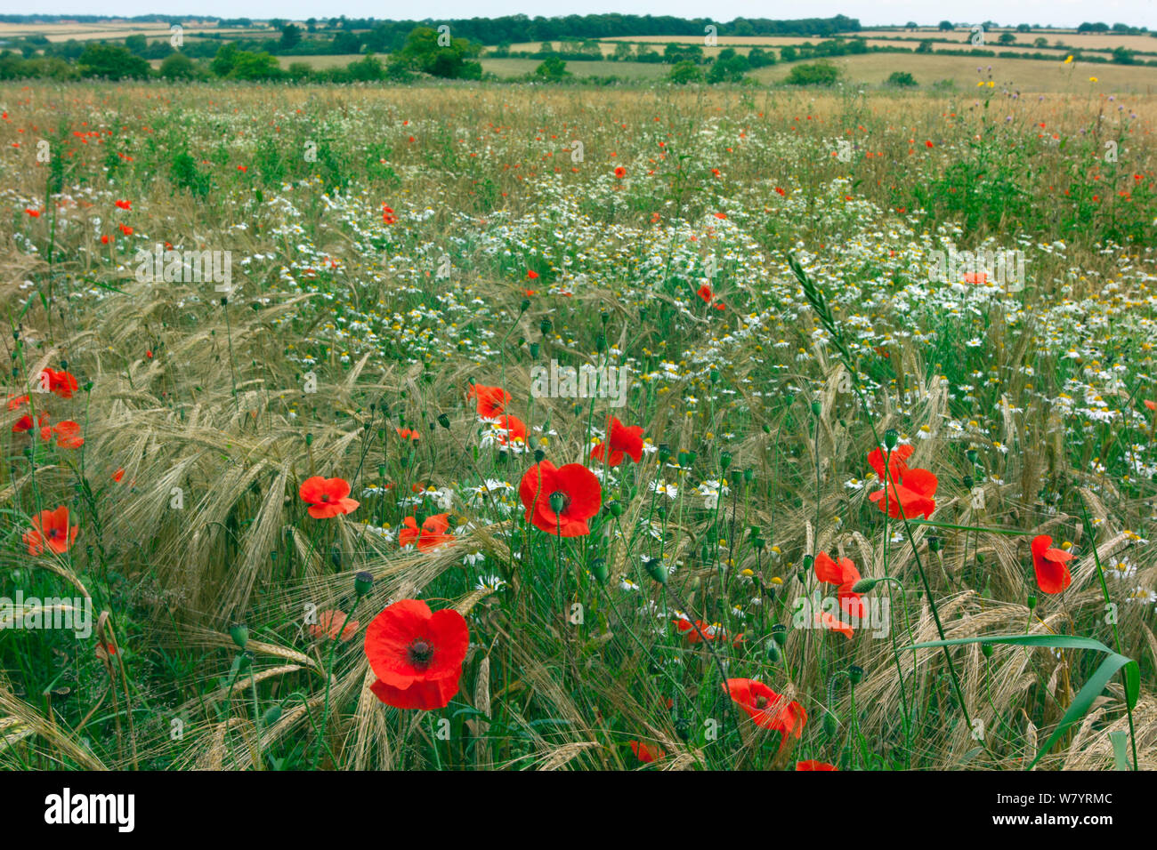 Poppy fields field of flowering poppies land hires stock photography