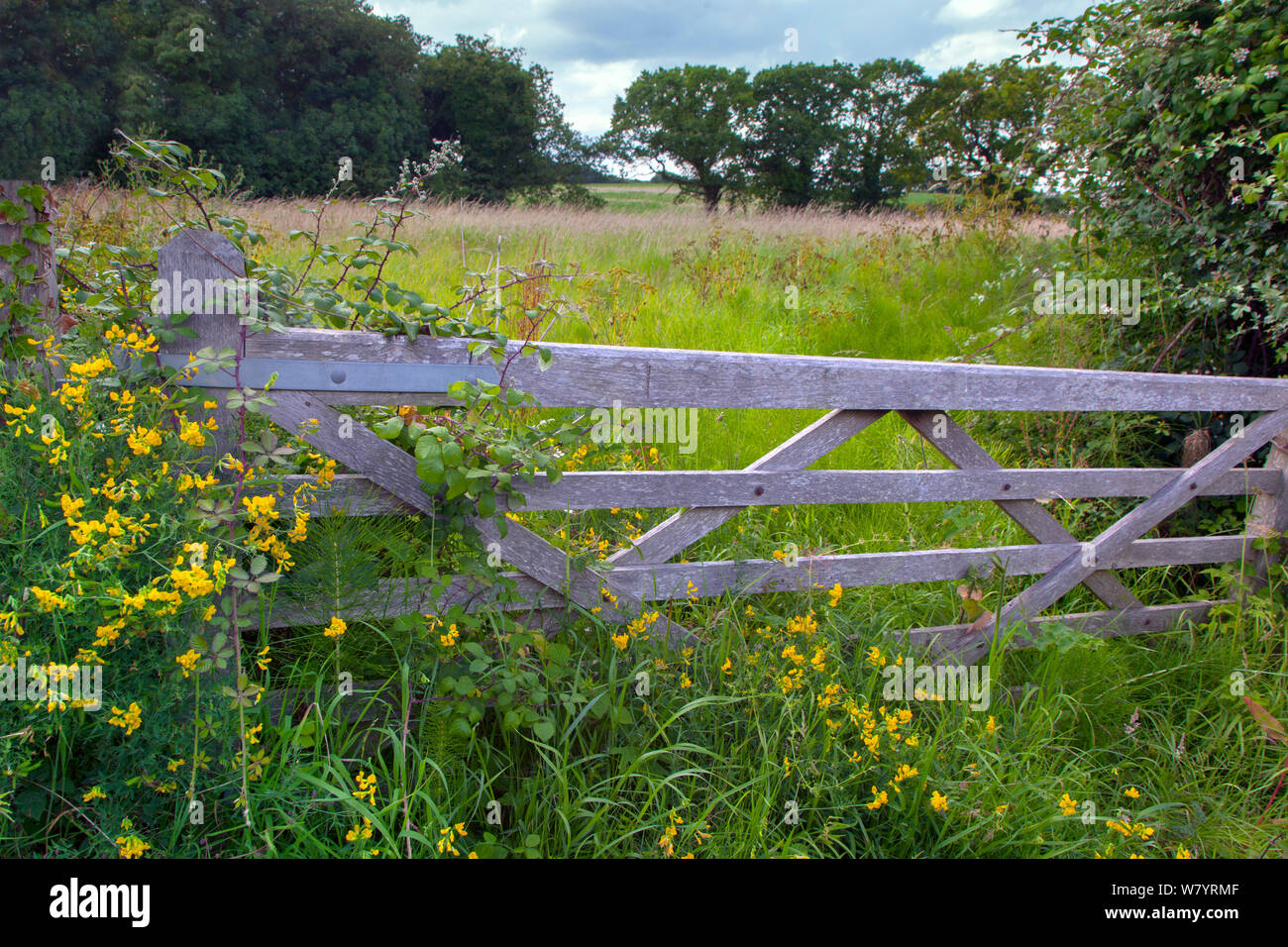 Five bar farm gate with Bird foot trefoil (Lotus corniculatus), Bramble (Rubus sp) and Horsetails (Equisetum) Norfolk, England, UK. July. Stock Photo