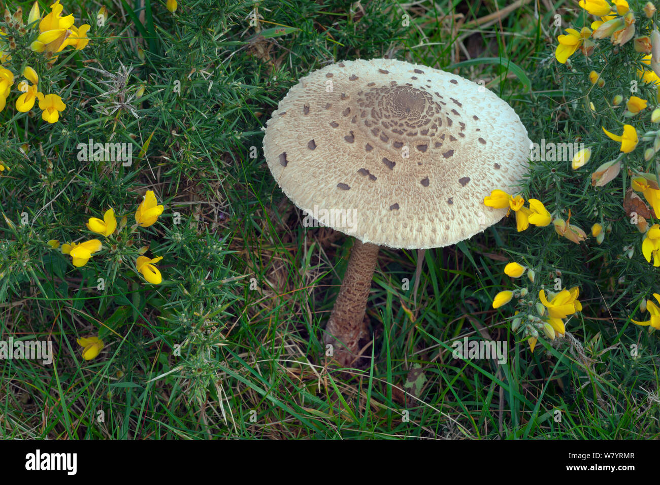 Parasol mushroom (Macrolepiota procera) surrounded by Gorse (Ulex europaeus) Norfolk, England, UK. October. Stock Photo