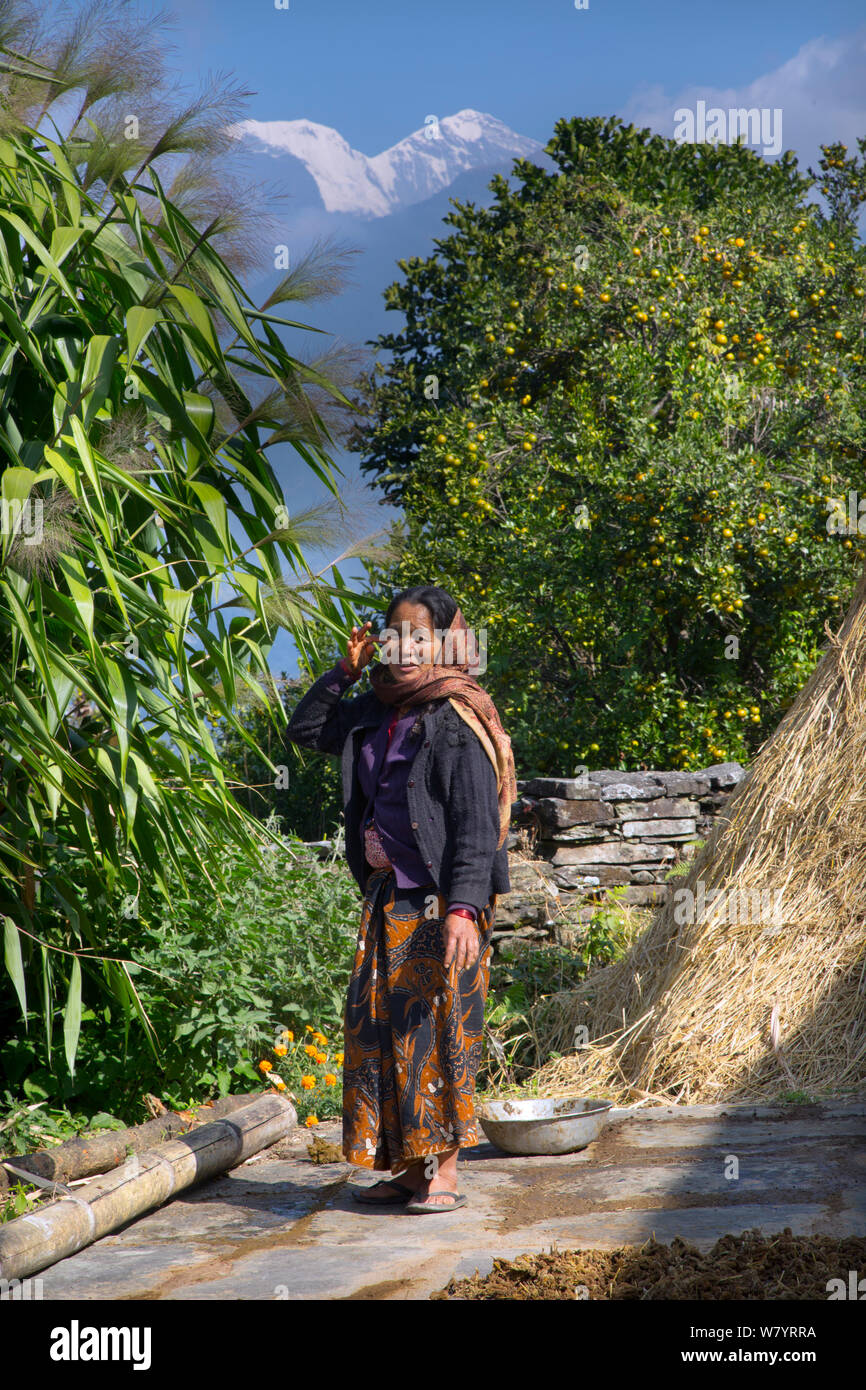 Farmer near mountain village of Ghandruk, Modi Khola Valley at around 2000 metres, Annapurna mountain in the background, Nepal. November 2014. Stock Photo