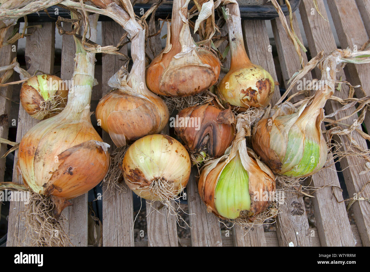 Home grown onions drying out in greenhouse, Norfolk, England, UK. July