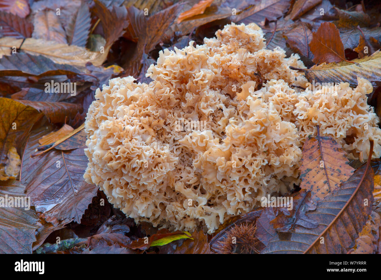 Cauliflower fungus (Sparassis crispa) growing parasitically on the roots of conifer. Norfolk, England, UK. November. Stock Photo
