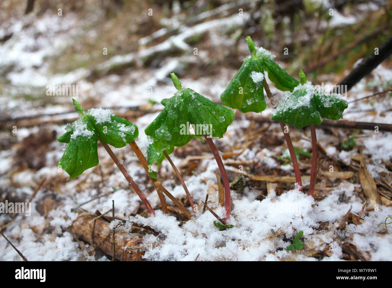 Trillium plants (Trillium tschonoskii) with buds on forest floor with snow, Lijiang City, Lijiang Laojunshan National Park, Yunnan Province, China. April. Stock Photo