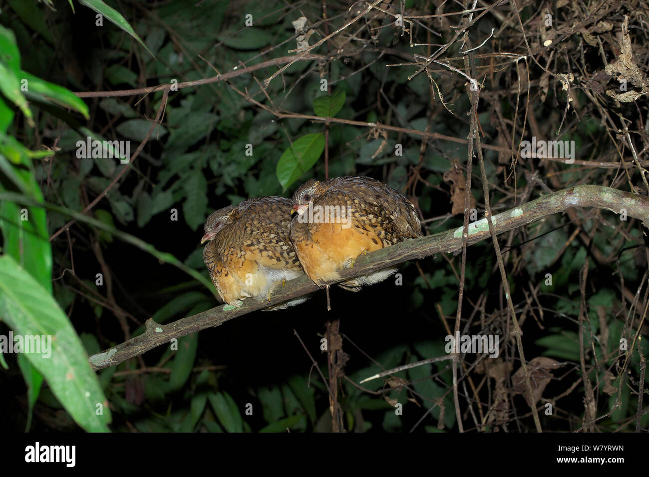 Scaly-breasted partridge (Arborophila chloropus chloropus) two perched together on branch at night, Xishuangbanna National Nature Reserve, Yunnan Province, China. March. Stock Photo