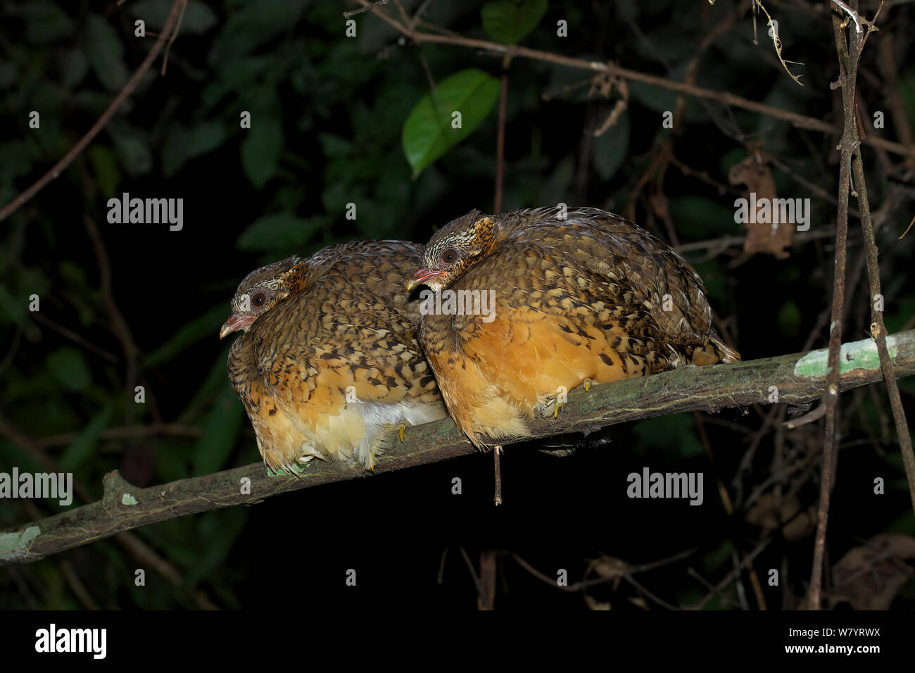 Scaly-breasted partridge (Arborophila chloropus chloropus) two perched together on branch at night, Xishuangbanna National Nature Reserve, Yunnan Province, China. March. Stock Photo