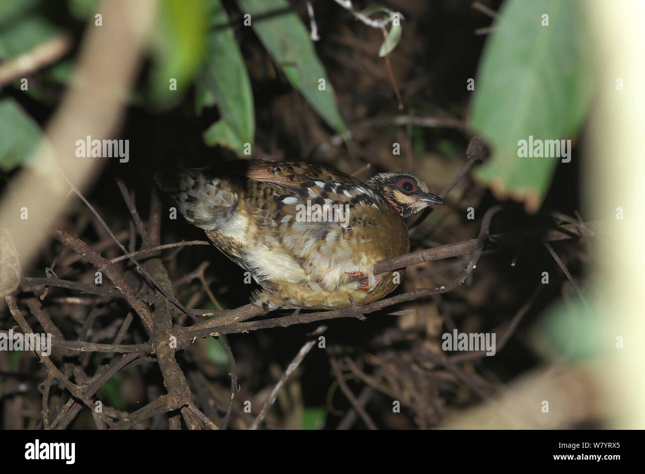 Brown-breasted hill partridge (Arborophila brunneopectus) rear view, perched on branch at night.  Xishuangbanna National Nature Reserve, Yunnan Province, China. March. Stock Photo