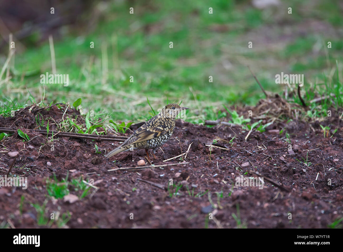 Scaly thrush (Zoothera dauma) on ground with beak covered in dirt from foraging, Lijiang Laojunshan National Park, Yunnan Province, China. April. Stock Photo