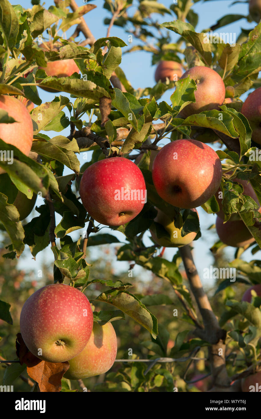 Ripe &#39;Joya&#39; apples on tree , Arles, Camargue, France, September. Stock Photo