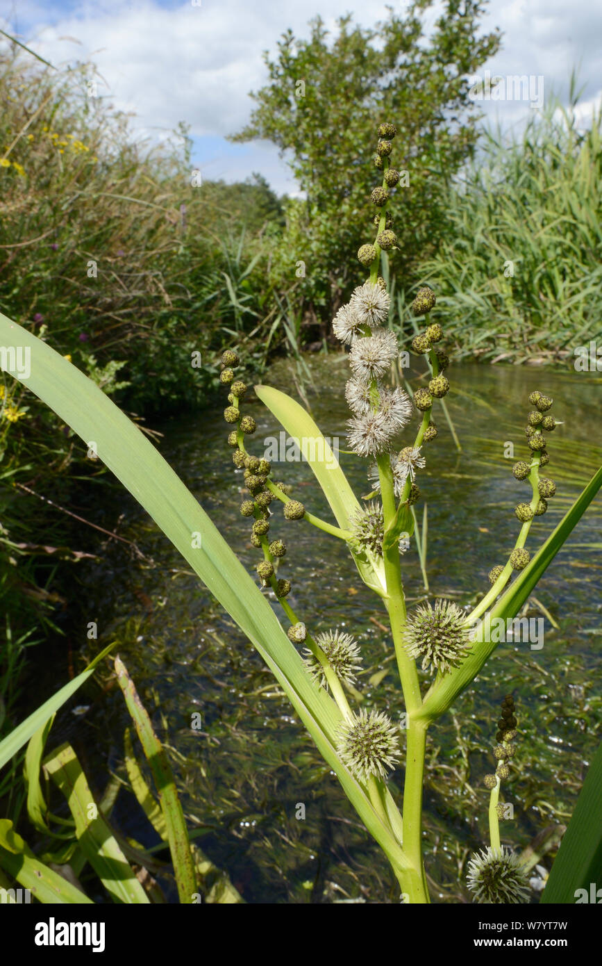 Branched bur-reed (Sparganium erectum) flowering in a small stream with white female flowers with protruding white styles and the spiky burs they develop into below, and rounder male flowers on branched flowering stems, Winfrith Heath, Dorset, UK, July. Stock Photo