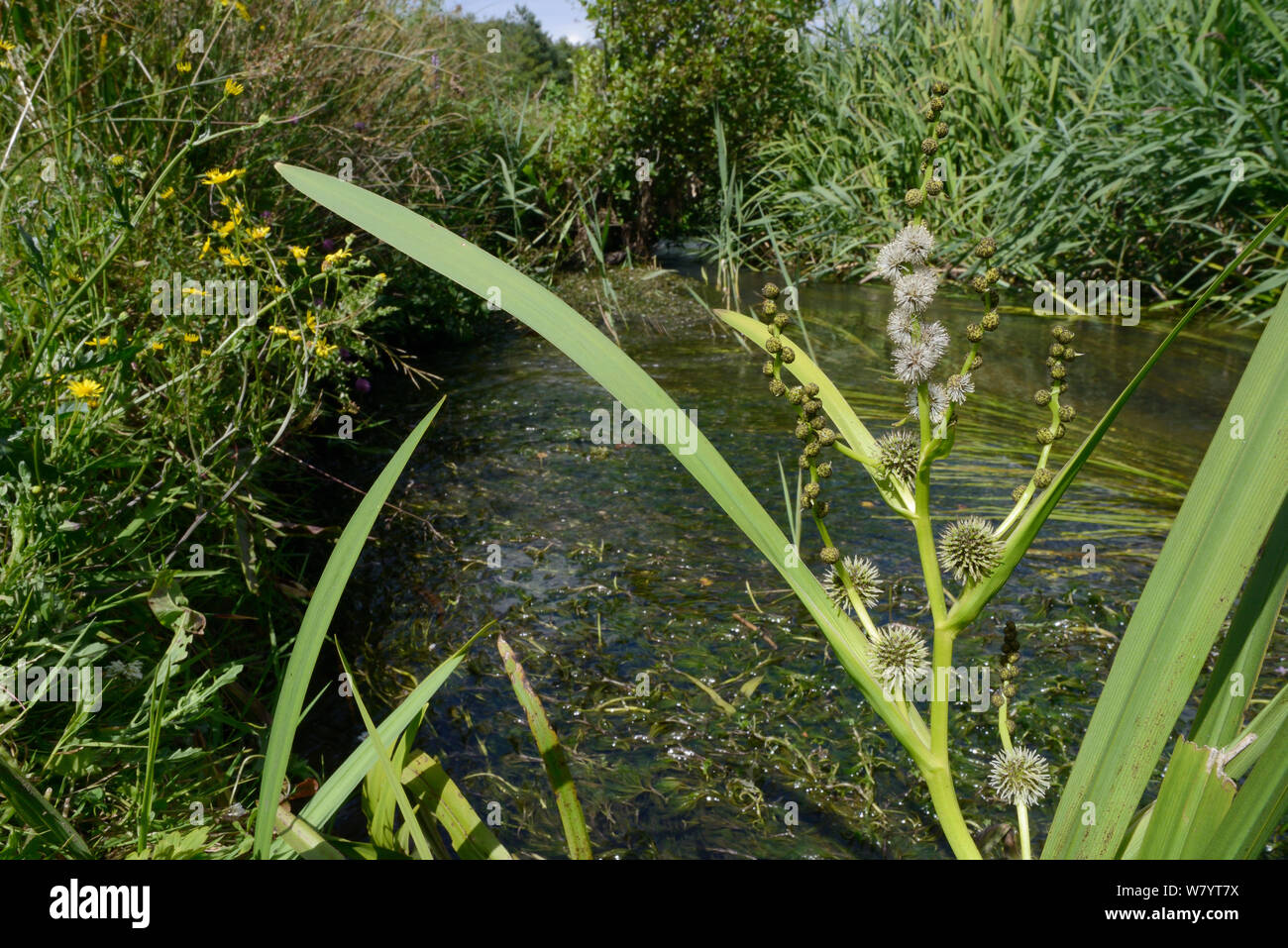 Branched bur-reed (Sparganium erectum) flowering in a small stream with white female flowers with protruding white styles and the spiky burs they develop into below, and rounder male flowers on branched flowering stems, Winfrith Heath, Dorset, UK, July. Stock Photo