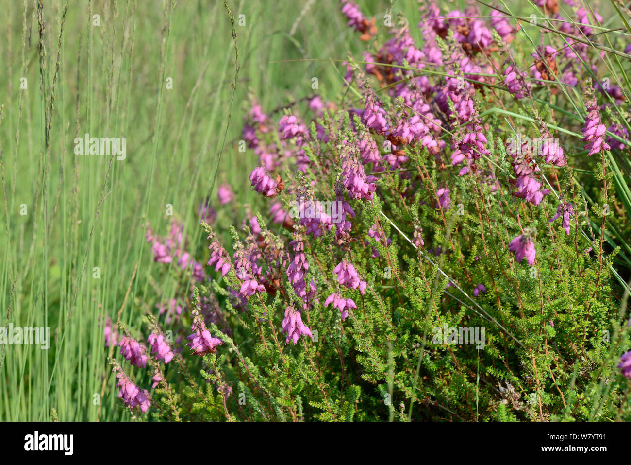 Dorset heath / Ciliate heath (Erica ciliaris) flowering on the fringes of a marsh, Stoborough heath, Dorset, UK, July. Stock Photo