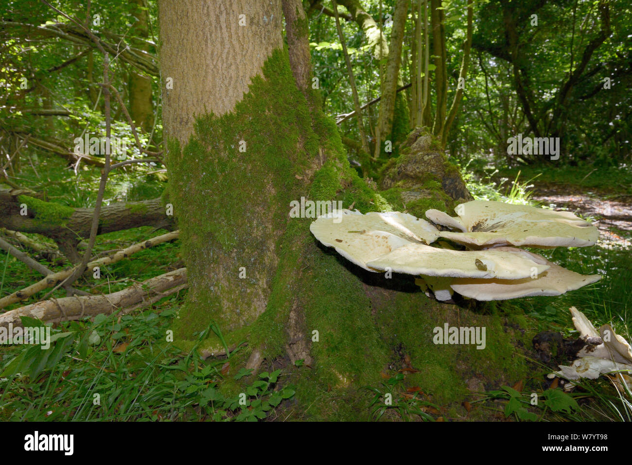 Dryad&#39;s saddle (Polyporus squamosus) growing on an Ash tree (Fraxinus excelsior), GWT Lower Woods reserve, Gloucestershire, UK, July. Stock Photo