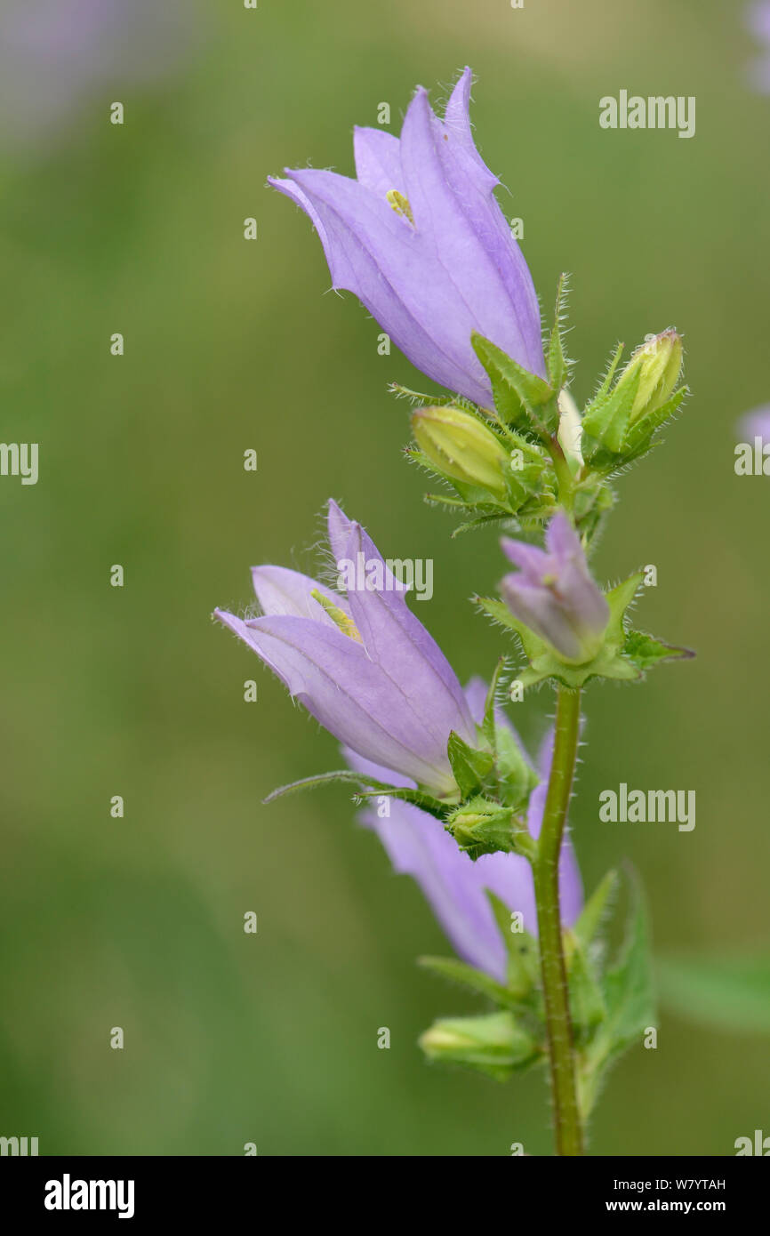 Nettle-leaved bellflower (Campanula trachelium) flowers, Dorset woodland, UK, July. Stock Photo