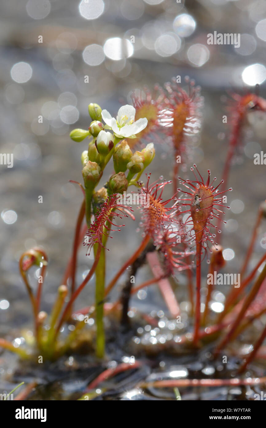 Oblong-leaved / Long-leaved sundew (Drosera intermedia) flowering clump in a boggy pool, with a small fly trapped in one of its sticky leaves, Stoborough Heath, Dorset, UK, July. Stock Photo