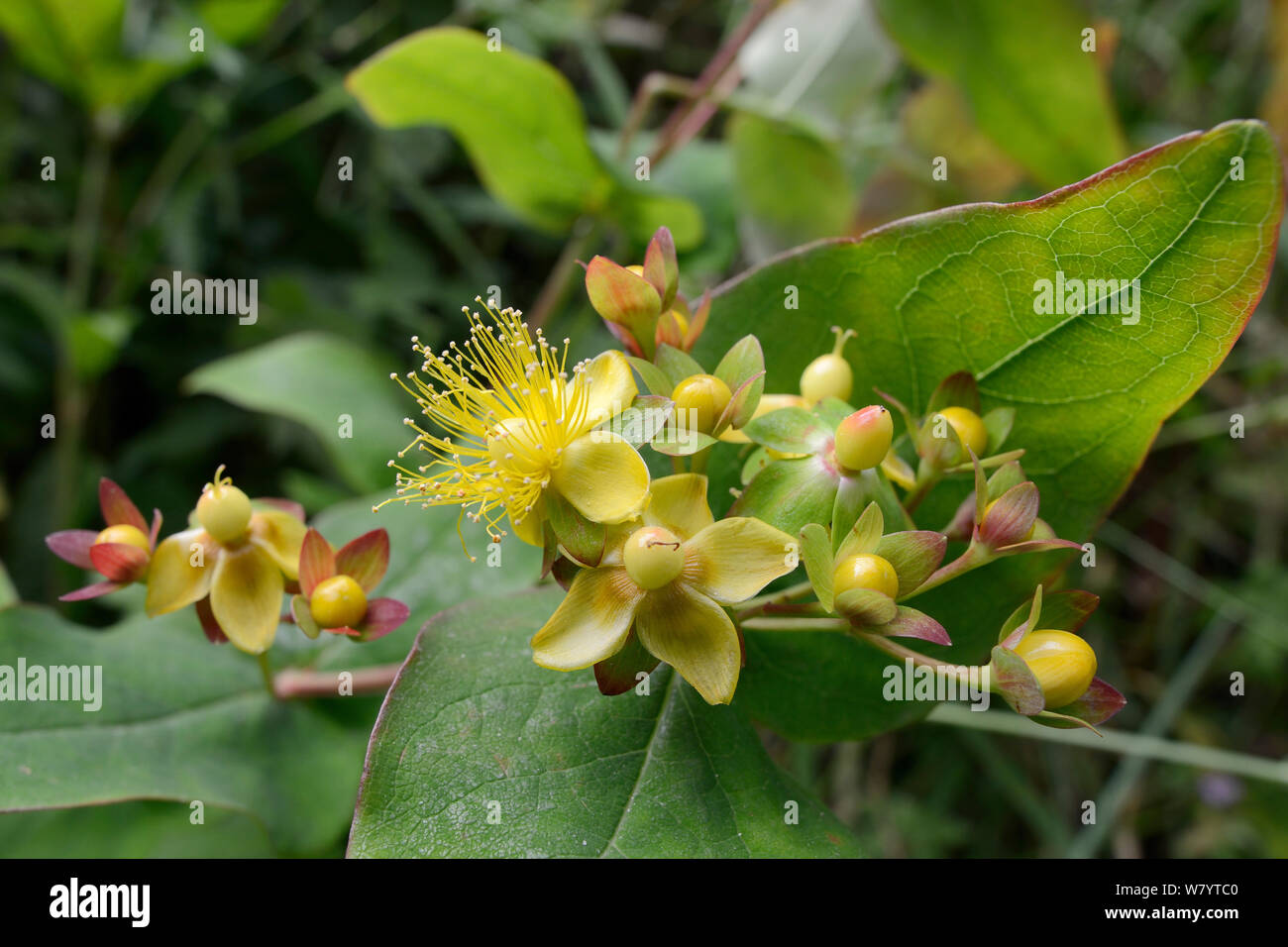 Tutsan hypericum androsaemum hi-res stock photography and images - Alamy