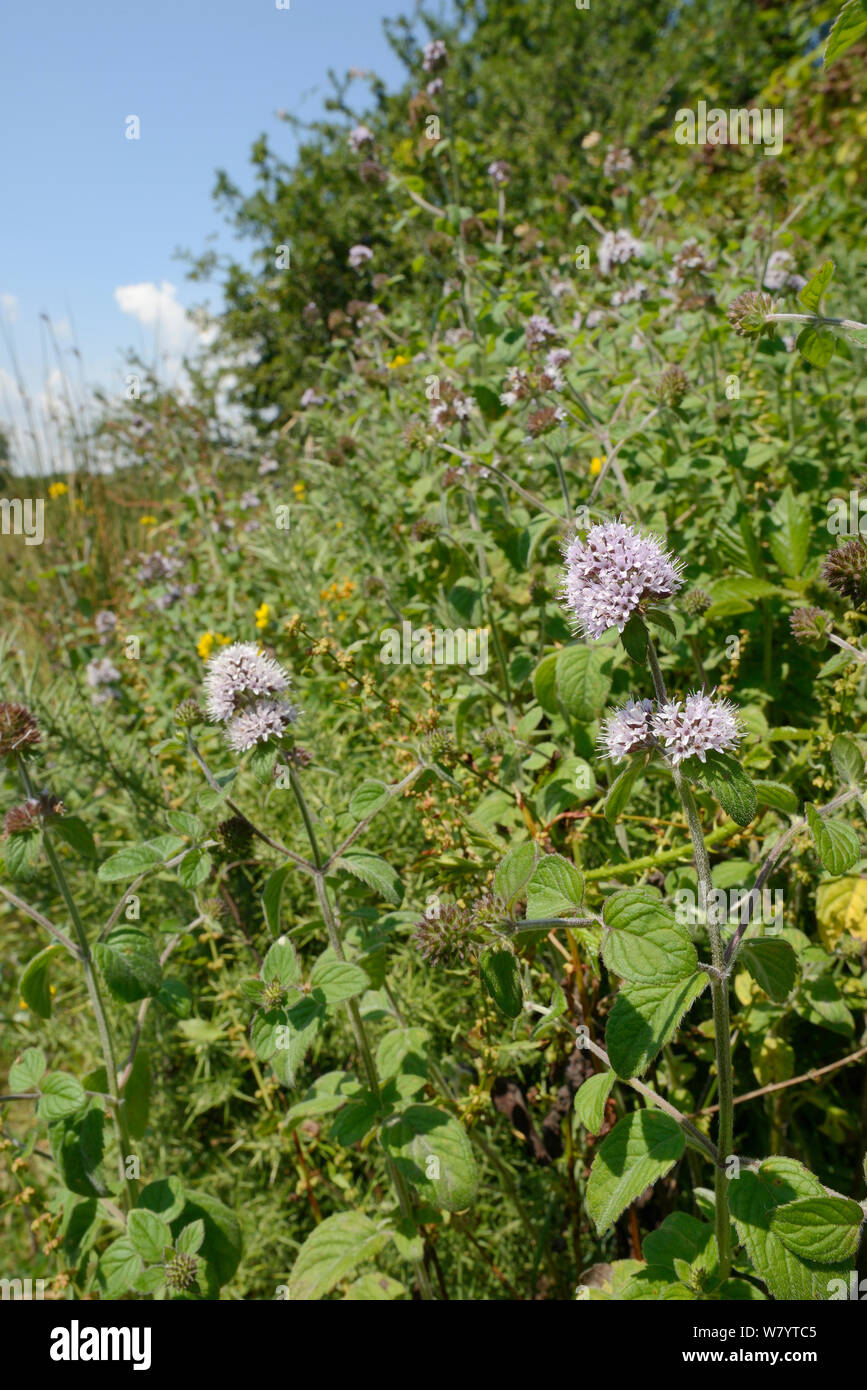 Dense clump of Water mint (Mentha aquatica) flowering on the edge of a marsh, Corfe Common, Dorset, UK, July. Stock Photo