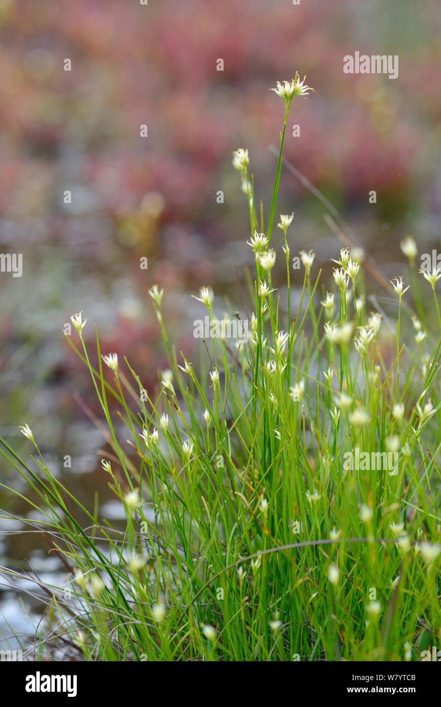 White beak-sedge (Rhynchospora alba) clump flowering in a boggy pool, Stoborough Heath, Dorset, UK, July. Stock Photo