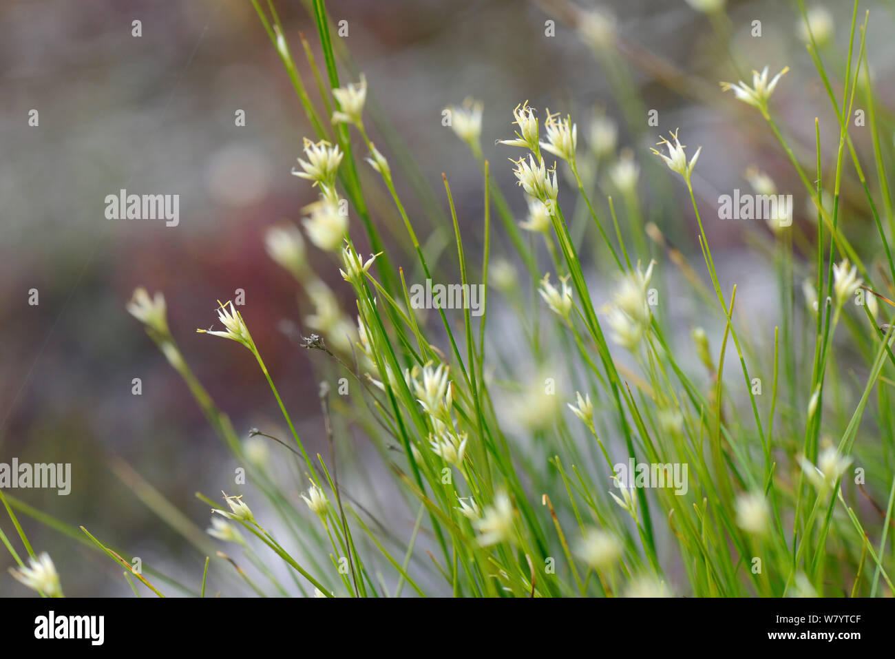 White beak-sedge (Rhynchospora alba) clump flowering in a boggy pool, Stoborough Heath, Dorset, UK, July. Stock Photo