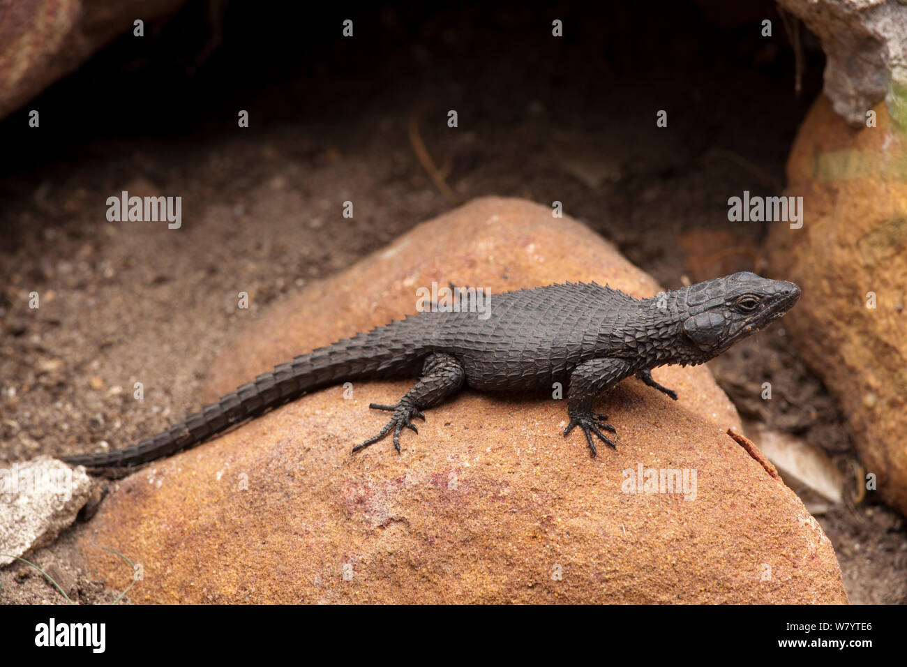 Girdled Lizards Hi Res Stock Photography And Images Alamy
