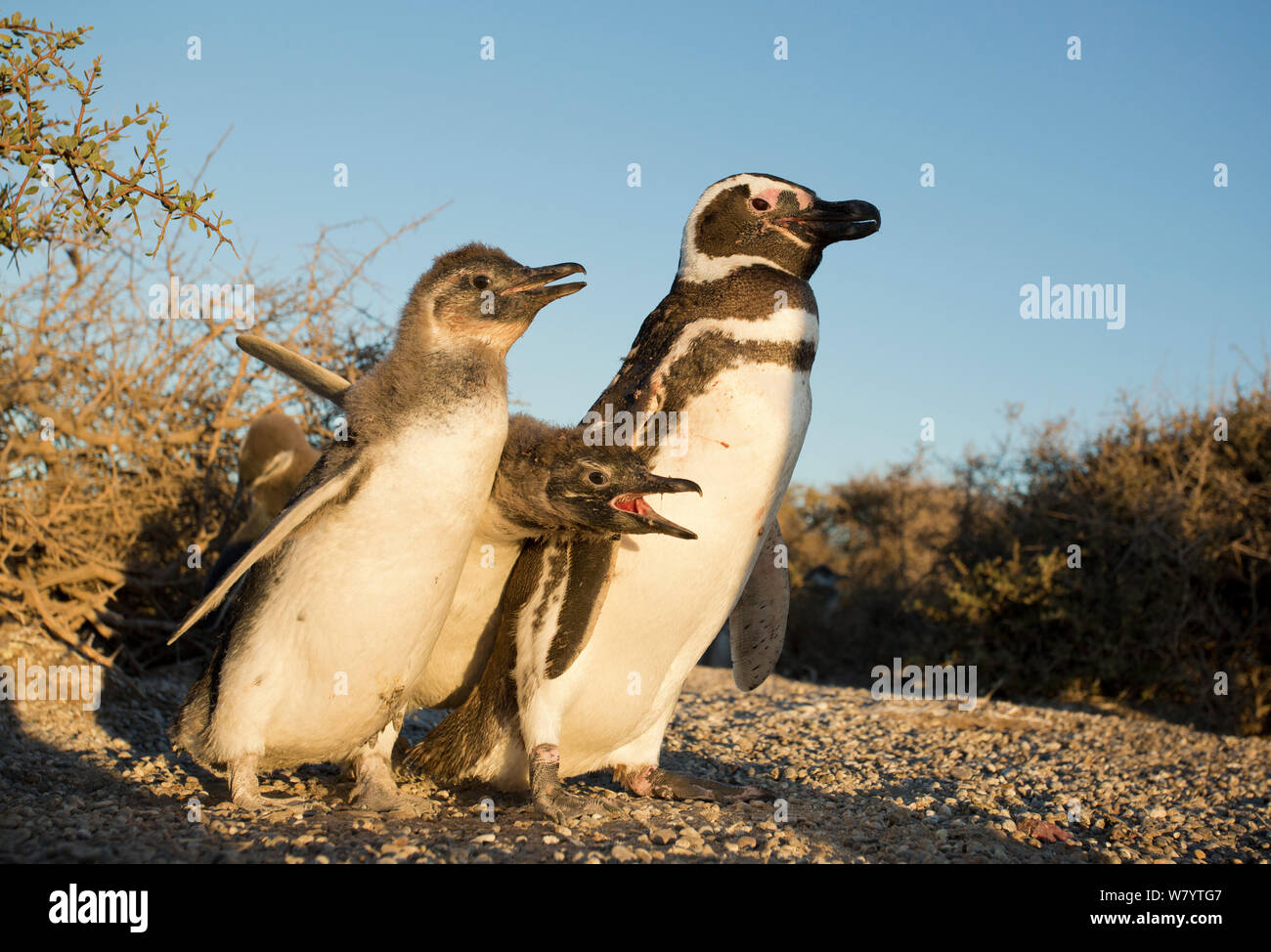 Magellanic penguin (Spheniscus magellanicus) chicks begging parent for food, Peninsula Valdes, Argentina,  January. Stock Photo