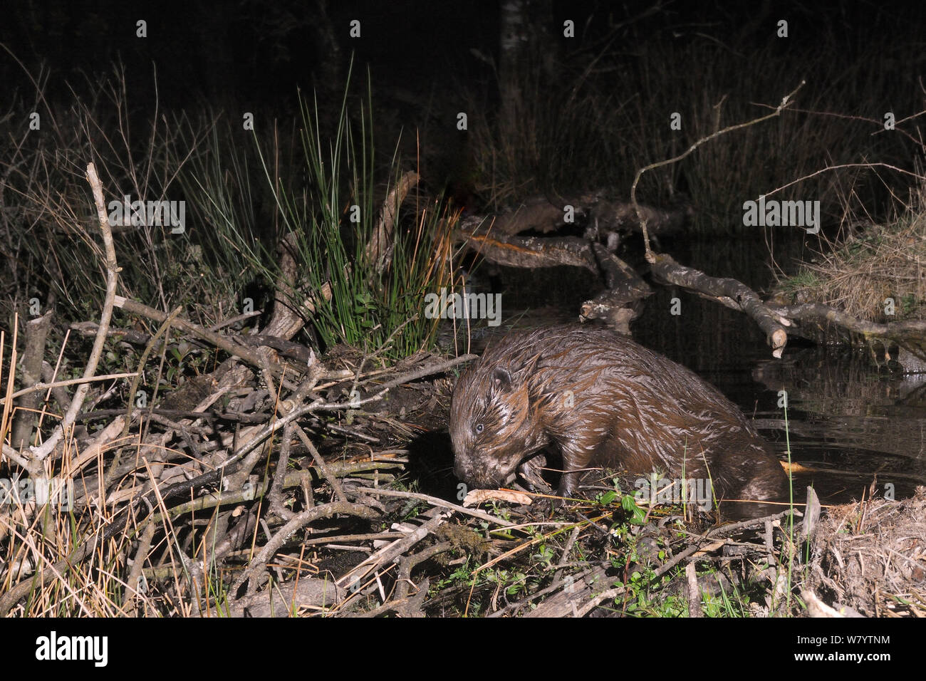 Eurasian beaver (Castor fiber) arranging sticks on its dam in woodland