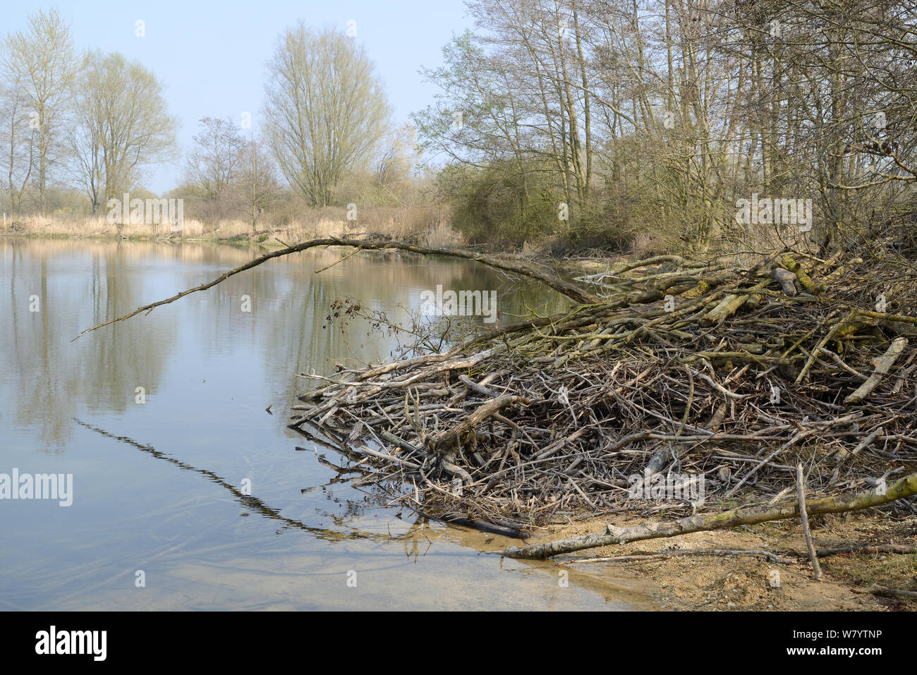 Eurasian beaver (Castor fiber) lodge, Flagham Fen, Cotswold Water Park ...