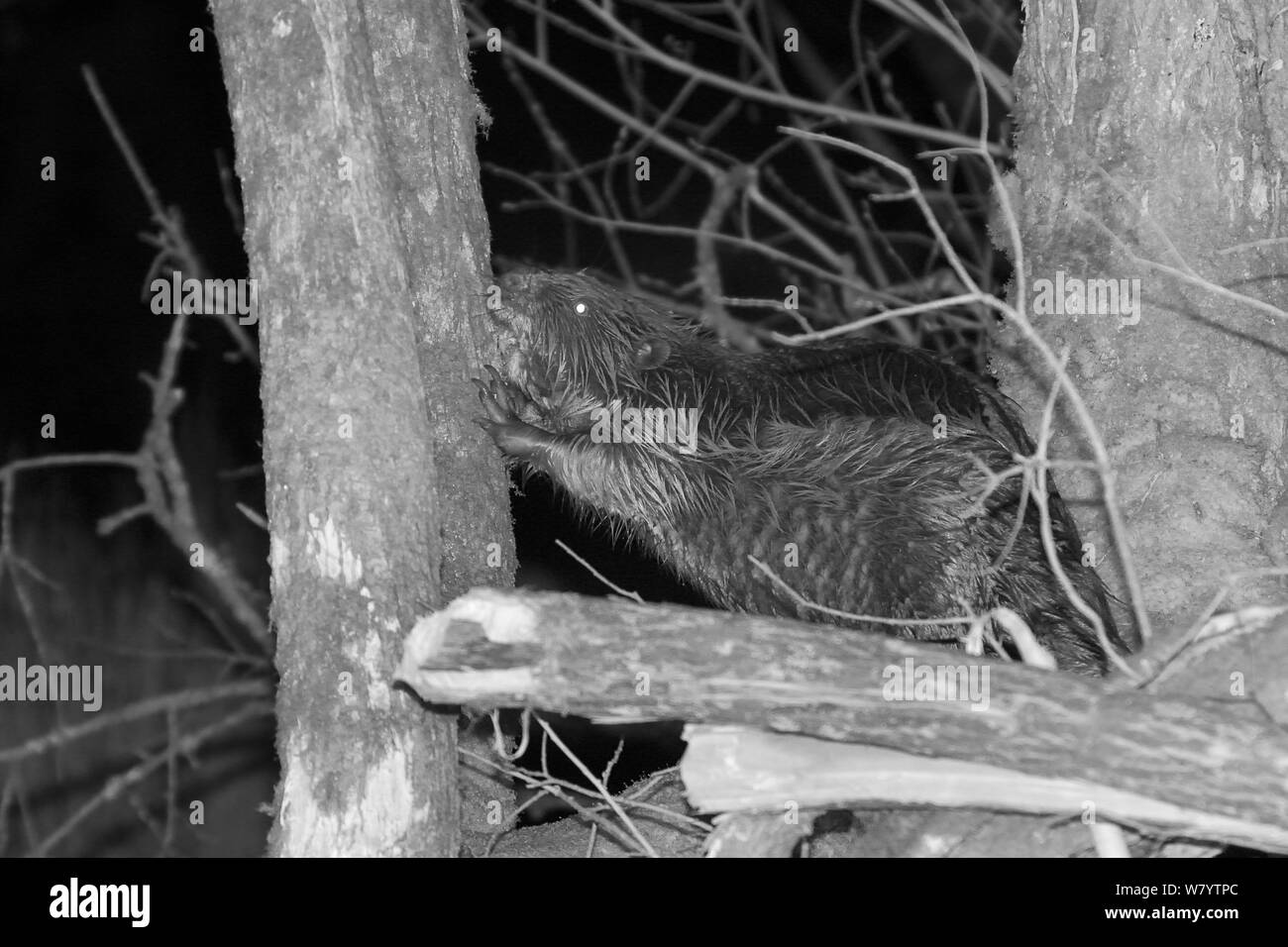 Eurasian beaver (Castor fiber) male using its teeth to strip bark from