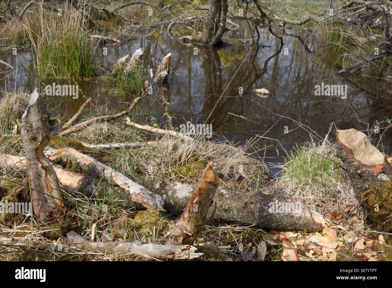 Wildlife feeding small bark hi-res stock photography and images - Alamy
