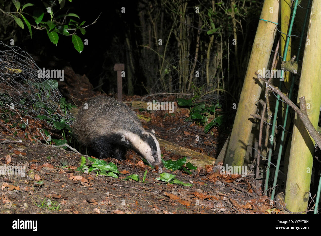 European badger (Meles meles) foraging in a garden at night as it enters through a break in a fence, Wiltshire, UK, March.  Taken by a remote camera trap. Stock Photo