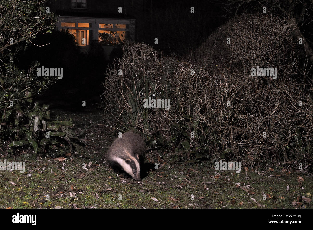 European badger (Meles meles) foraging in a garden close to a house soon after dark, Wiltshire, UK, March.  Taken by a remote camera trap. Stock Photo