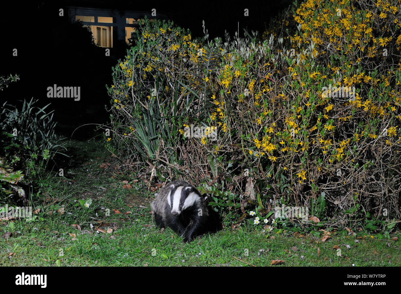 European badger (Meles meles) crossing a garden lawn soon after dark close to a house and flowering Forsyhia hedge, Wiltshire, UK, April.  Taken by a remote camera trap. Stock Photo