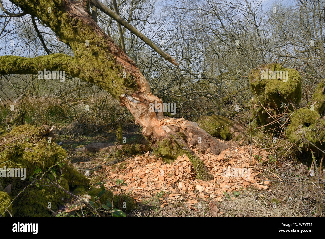 Willow tree (Salix sp.) heavily gnawed by Eurasian beavers (Castor fiber) within a large woodland enclosure, Devon Beaver Project, Devon Wildlife Trust, Devon, UK, April. Stock Photo