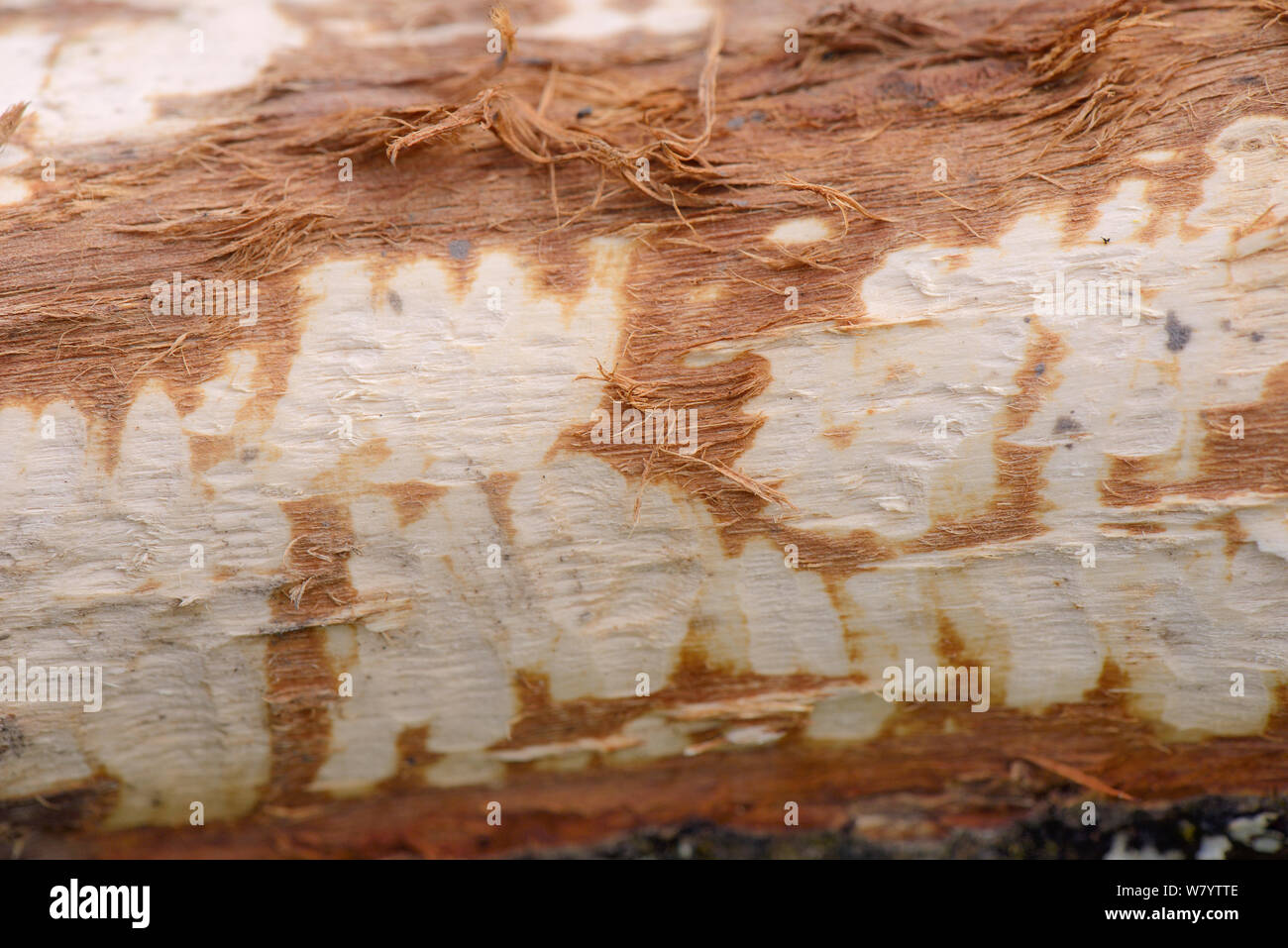 Toothmarks left by Eurasian beaver (Castor fiber) that has stripped