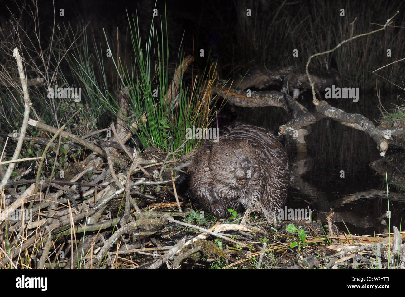 Eurasian beaver (Castor fiber) standing on its dam in woodland