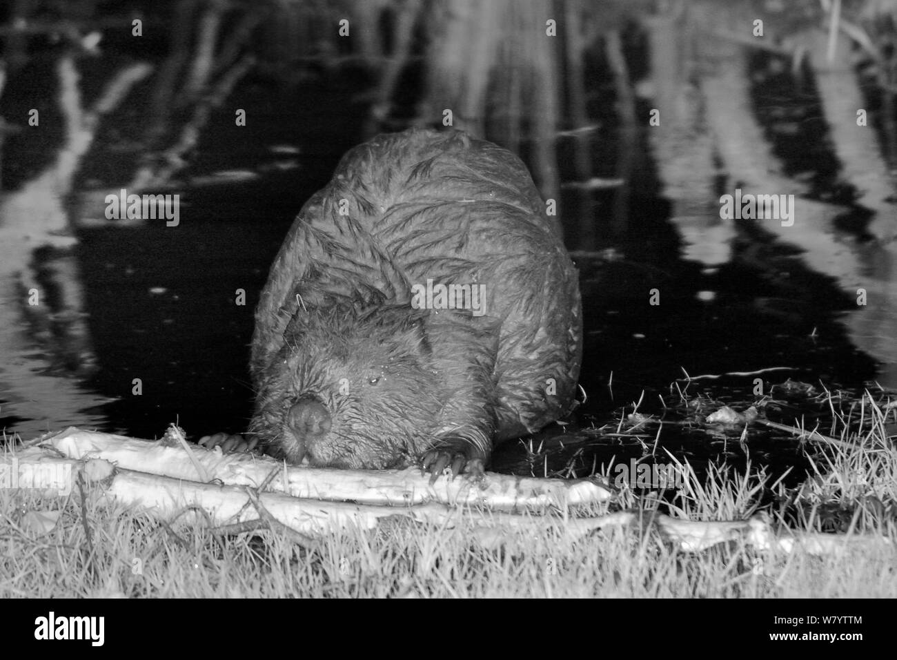 Eurasian beaver (Castor fiber) holding a branch and rolling it with its