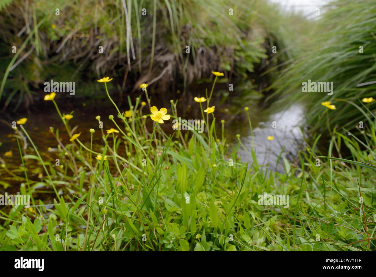 Lesser spearwort (Ranunculus flammula) flowering io the bank of a small stream, Bodmin Moor, UK, July. Stock Photo