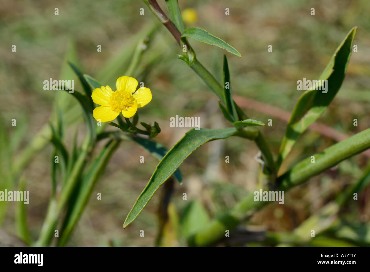 Lesser spearwort (Ranunculus flammula) flowering on marshland, Corfe Common, Dorset, UK, July. Stock Photo