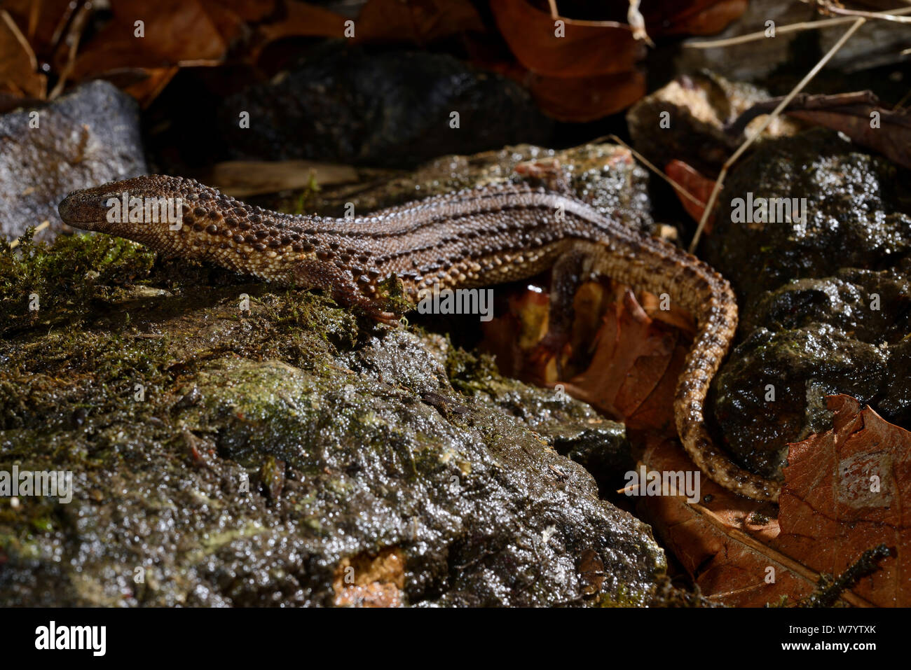 Earless monitor lizard (Lanthanotus borneensis) venomous species, captive from Borneo. Stock Photo