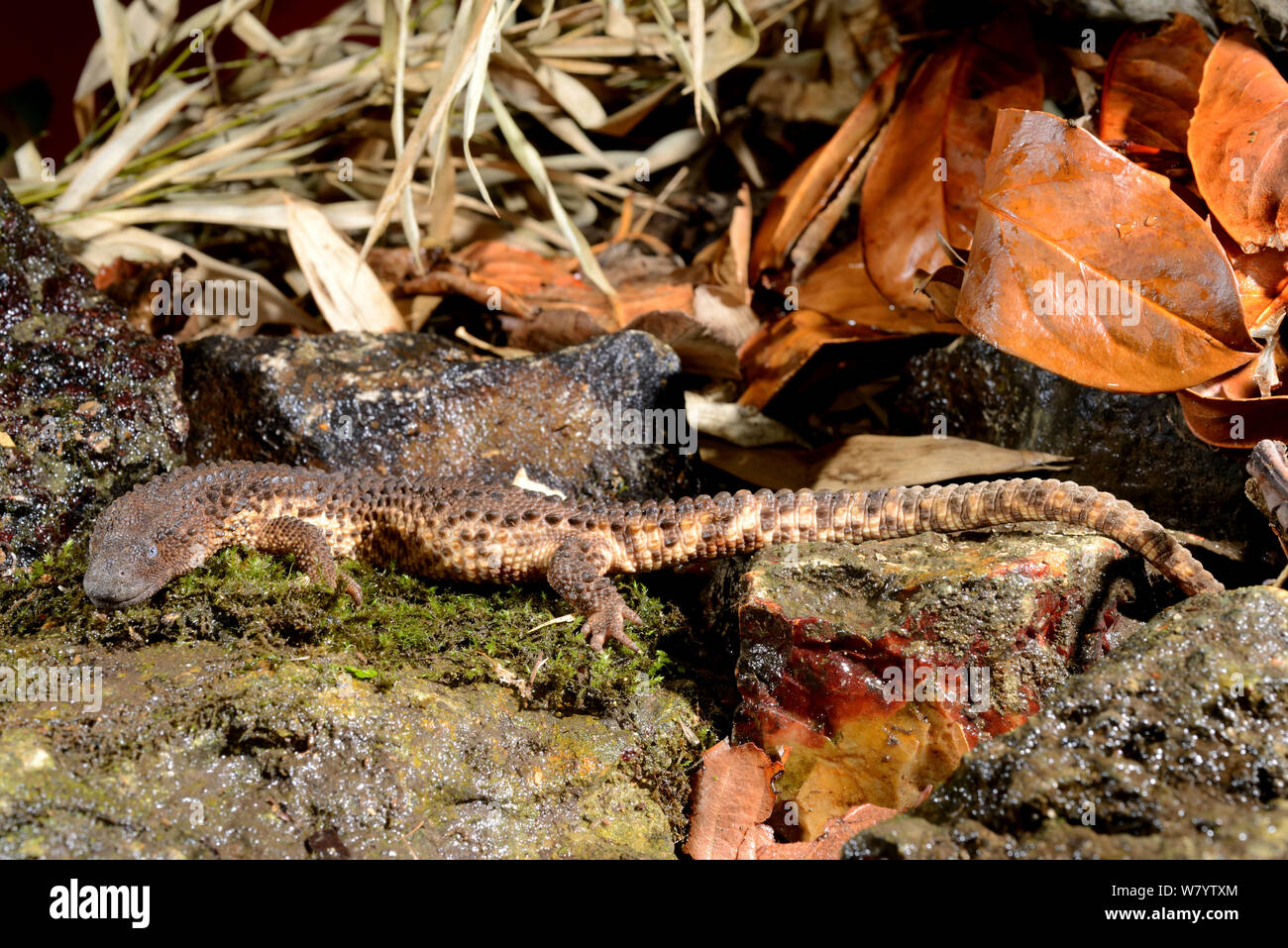 Earless monitor lizard (Lanthanotus borneensis) venomous species, captive from Borneo. Stock Photo