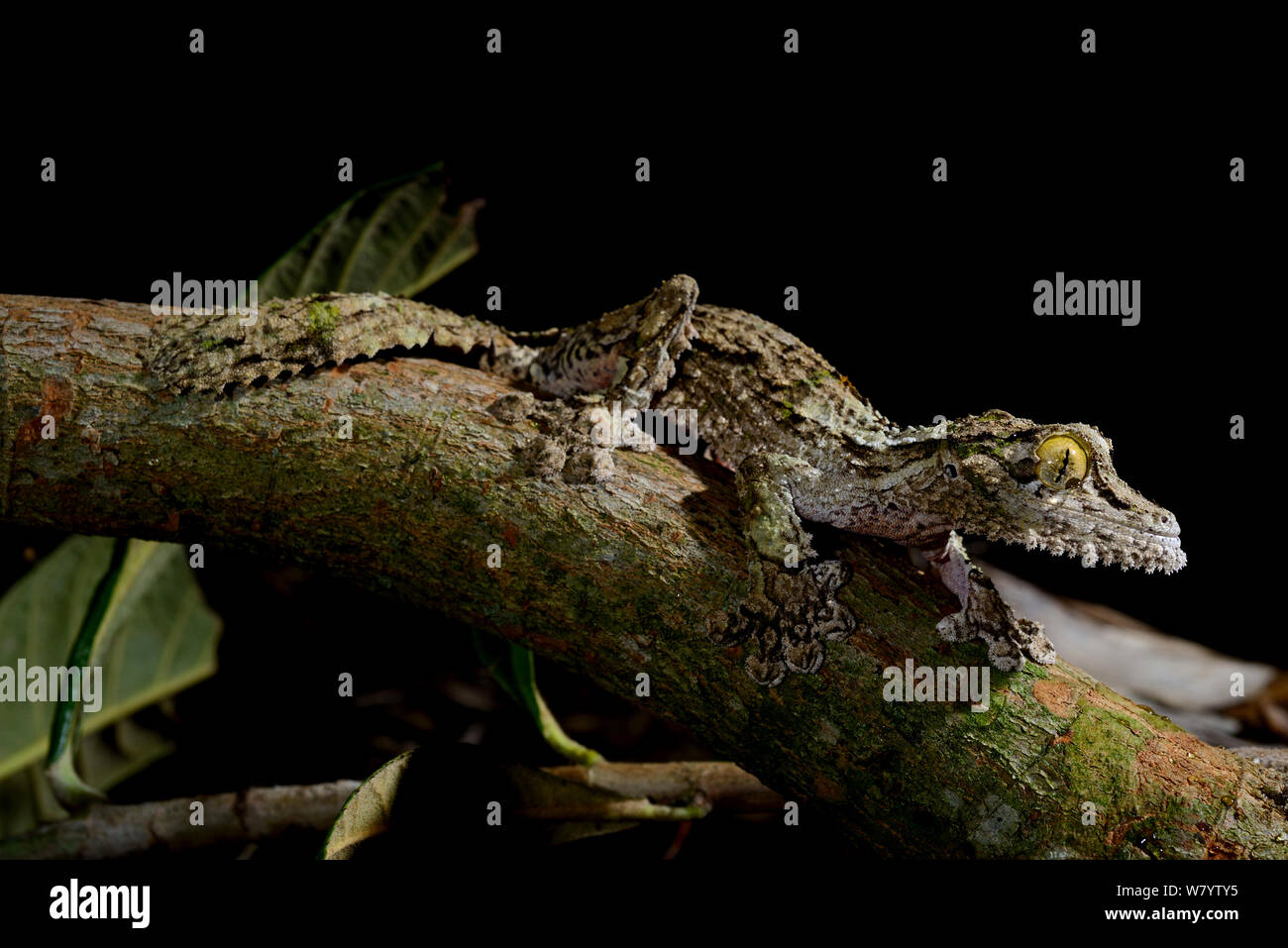 Mossy leaf-tailed gecko (Uroplatus sikorae) captive,  occurs in Madagascar. Stock Photo